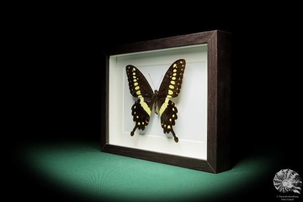 Papilio lormieri (17774) a butterfly from Africa | Taxidermy | Butterflies