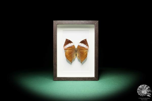 Kallima paralekta (17777) a butterfly from Southeast Asia | Taxidermy | Butterflies