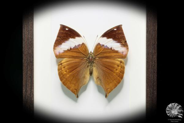 Kallima paralekta (17777) a butterfly from Southeast Asia | Taxidermy | Butterflies