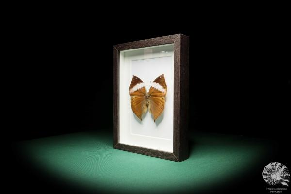 Kallima paralekta (17777) a butterfly from Southeast Asia | Taxidermy | Butterflies