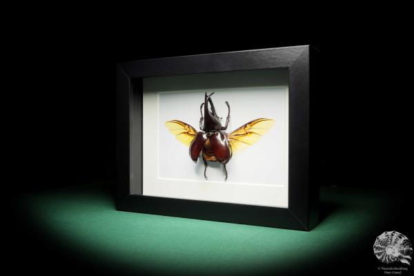 Xylotrupes gideon (17794) a beetle from Indonesia | Taxidermy | Beetles