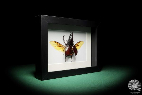 Xylotrupes gideon (17794) a beetle from Indonesia | Taxidermy | Beetles