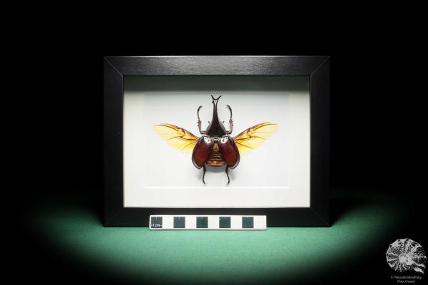 Xylotrupes gideon (17794) a beetle from Indonesia | Taxidermy | Beetles