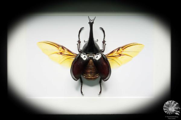 Xylotrupes gideon (17796) a beetle from Indonesia | Taxidermy | Beetles