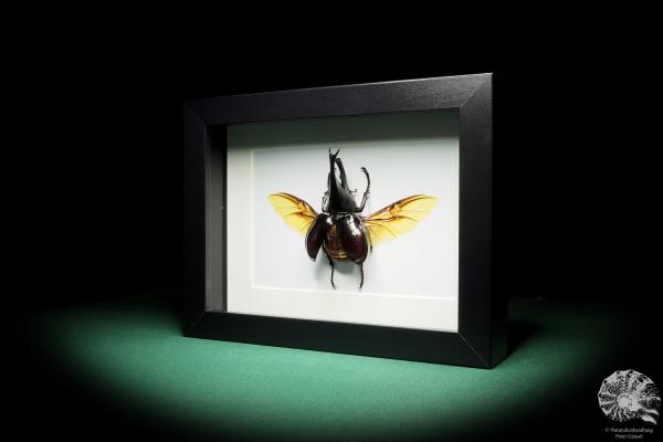 Xylotrupes gideon (17796) a beetle from Indonesia | Taxidermy | Beetles