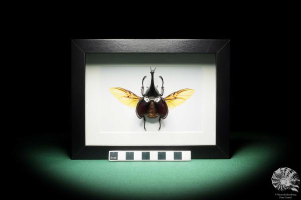 Xylotrupes gideon (17796) a beetle from Indonesia | Taxidermy | Beetles