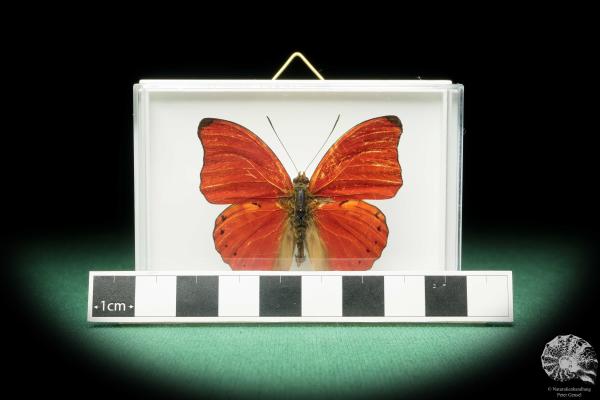 Cymothoe sangaris (18165) ein Schmetterling aus Zentralafrika | Präparate | Schmetterlinge