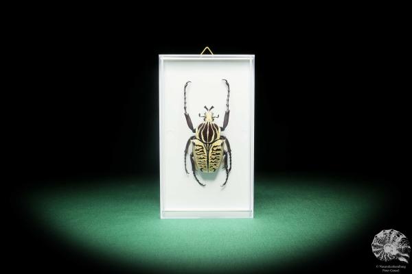 Goliathus albosignatus kirkianus (18180) a beetle from Tanzania | Taxidermy | Beetles