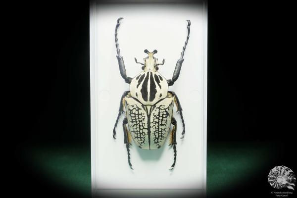 Goliathus goliatus meleagris (18181) a beetle from Africa | Taxidermy | Beetles