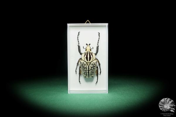 Goliathus goliatus meleagris (18183) a beetle from Africa | Taxidermy | Beetles