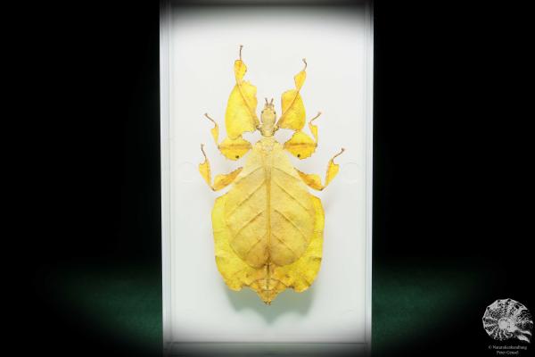 Pulchriphyllium agathyrsus (18187) a insect from Indonesia | Taxidermy | Other Insects