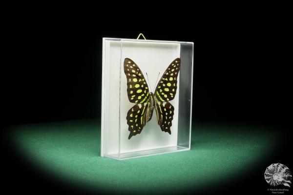 Graphium agamemnon (18191) ein Schmetterling aus Südasien | Präparate | Schmetterlinge