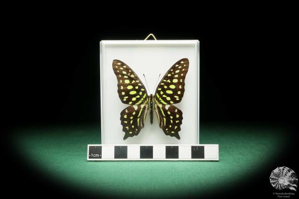 Graphium agamemnon (18191) ein Schmetterling aus Südasien | Präparate | Schmetterlinge