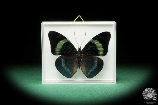 Panacea procilla (18215) ein Schmetterling aus Südamerika | Präparate | Schmetterlinge