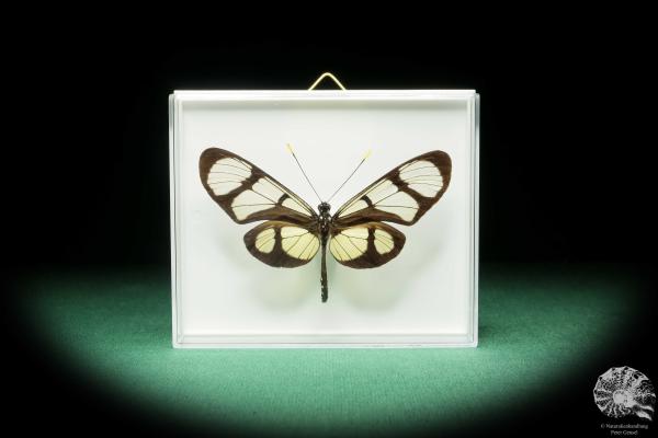 Thyridia psidii (18219) a butterfly from South America | Taxidermy | Butterflies