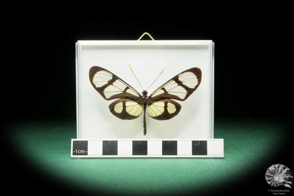 Thyridia psidii (18219) a butterfly from South America | Taxidermy | Butterflies