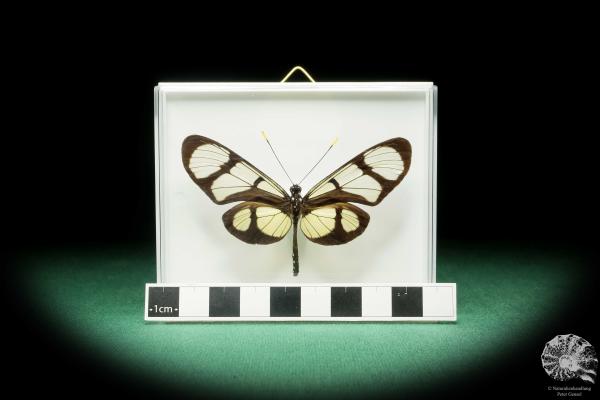 Thyridia psidii ein Schmetterling