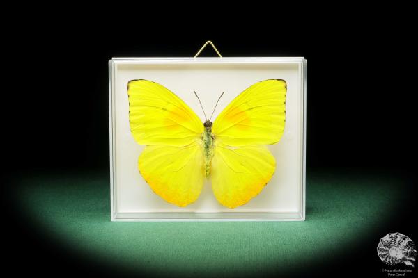 Phoebis philea (18227) ein Schmetterling aus Südamerika | Präparate | Schmetterlinge