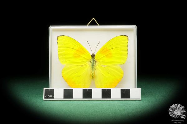 Phoebis philea (18227) ein Schmetterling aus Südamerika | Präparate | Schmetterlinge