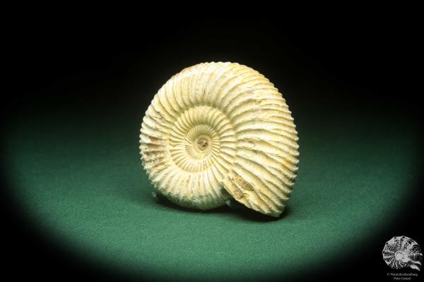 Perisphinctes spec. (18260) ein Kopffüßer aus Madagaskar | Fossilien | Kopffüßer