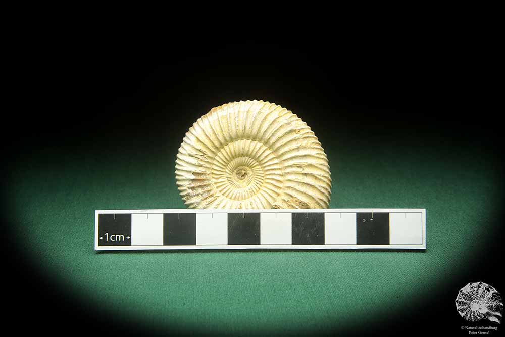 Perisphinctes spec. (18260) ein Kopffüßer aus Madagaskar | Fossilien | Kopffüßer