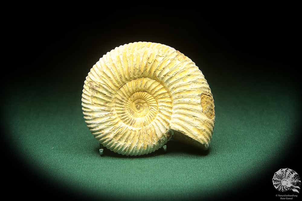 Perisphinctes spec. (18261) ein Kopffüßer aus Madagaskar | Fossilien | Kopffüßer