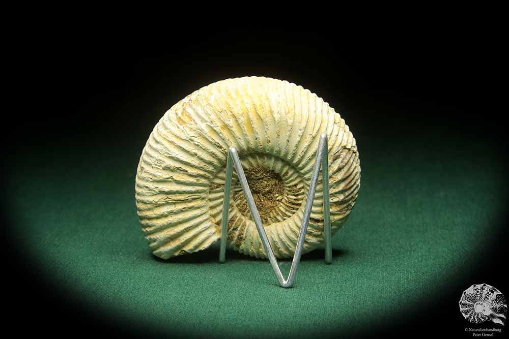 Perisphinctes spec. (18261) ein Kopffüßer aus Madagaskar | Fossilien | Kopffüßer