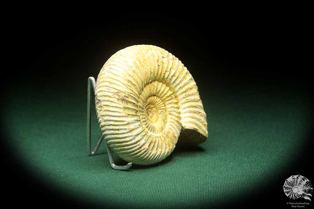 Perisphinctes spec. (18261) a cephalopod from Madagascar | Fossils | Cephalopods