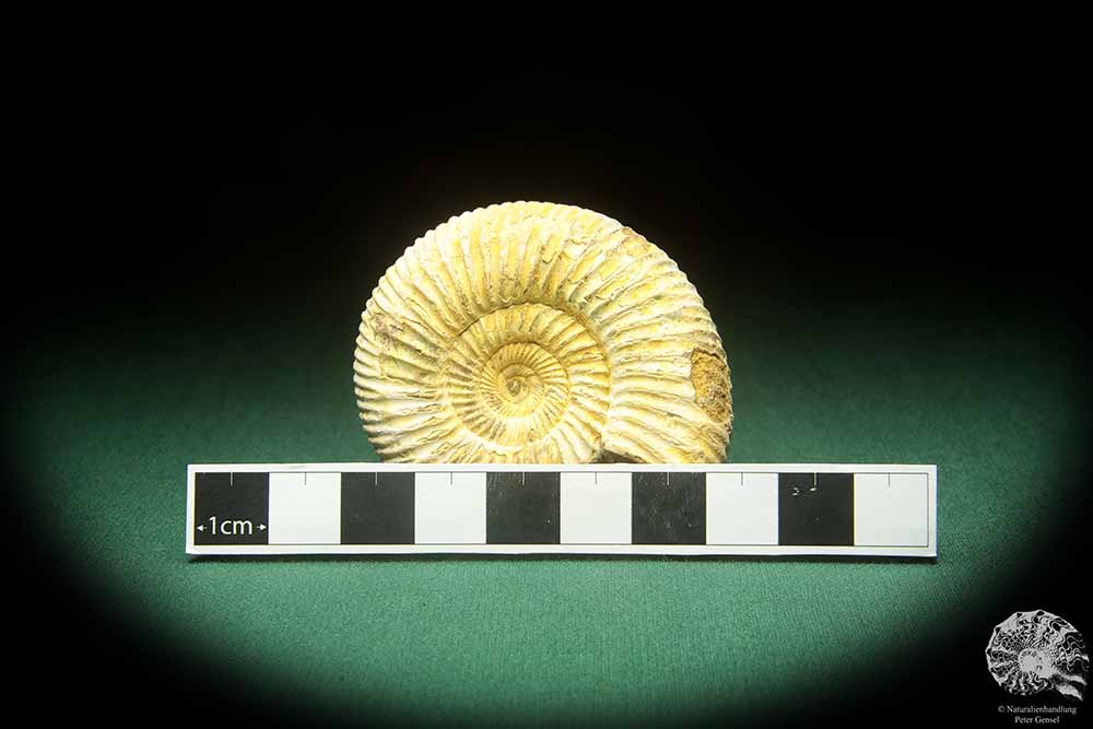 Perisphinctes spec. (18261) a cephalopod from Madagascar | Fossils | Cephalopods