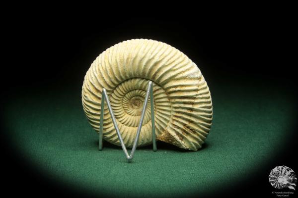 Perisphinctes spec. (18263) ein Kopffüßer aus Madagaskar | Fossilien | Kopffüßer