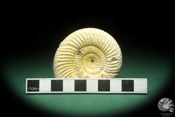 Perisphinctes spec. (18263) ein Kopffüßer aus Madagaskar | Fossilien | Kopffüßer