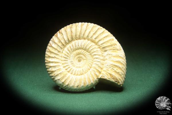 Perisphinctes spec. (18266) ein Kopffüßer aus Madagaskar | Fossilien | Kopffüßer