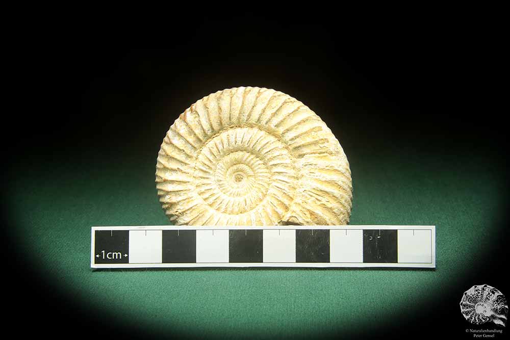 Perisphinctes spec. (18266) ein Kopffüßer aus Madagaskar | Fossilien | Kopffüßer