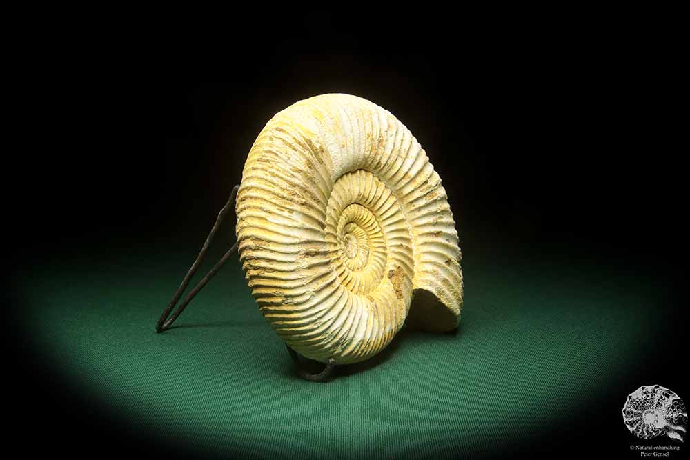 Perisphinctes spec. (18268) ein Kopffüßer aus Madagaskar | Fossilien | Kopffüßer