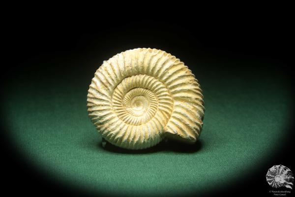 Perisphinctes spec. (18271) a cephalopod from Madagascar | Fossils | Cephalopods