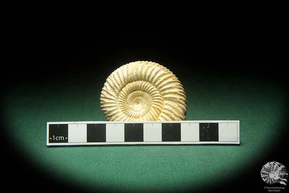 Perisphinctes spec. (18271) ein Kopffüßer aus Madagaskar | Fossilien | Kopffüßer