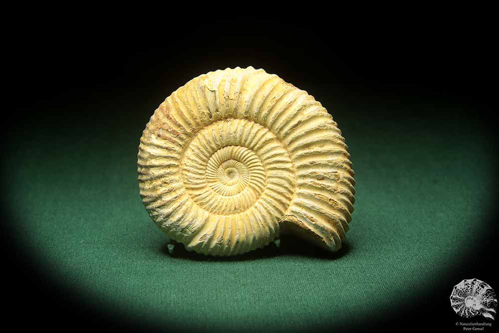 Prosososphinctes virguloides (18272) a cephalopod from Madagascar | Fossils | Cephalopods