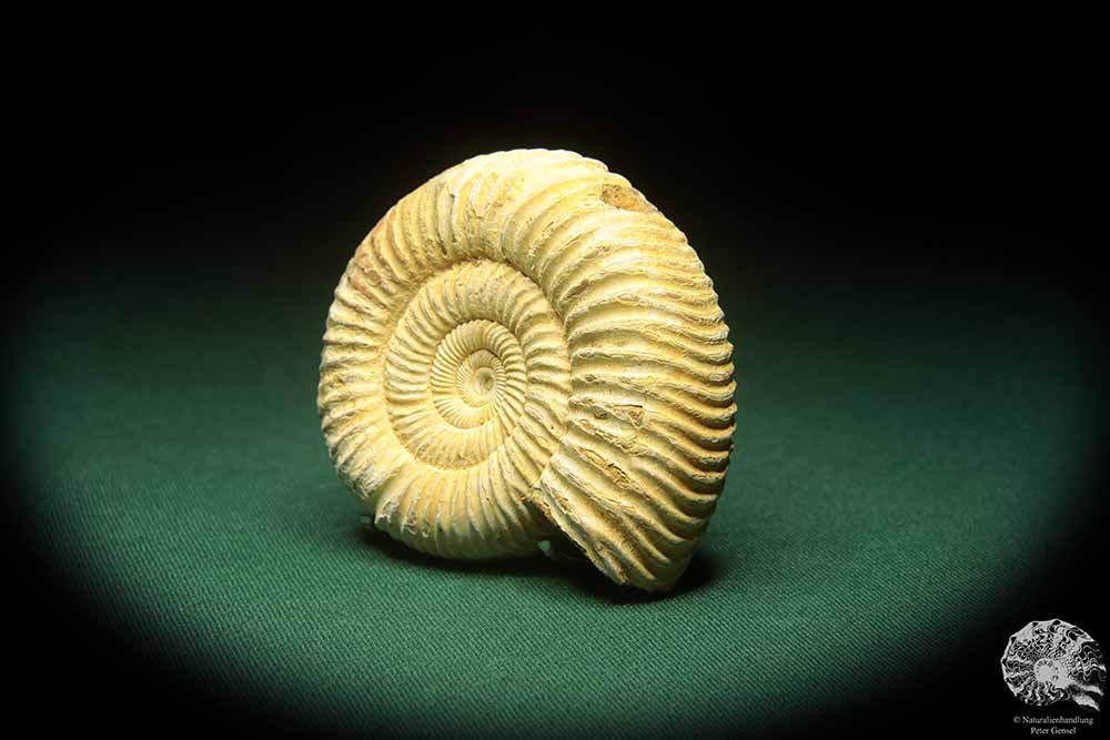 Prosososphinctes virguloides (18272) a cephalopod from Madagascar | Fossils | Cephalopods