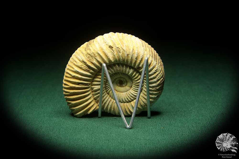 Prosososphinctes virguloides (18272) a cephalopod from Madagascar | Fossils | Cephalopods