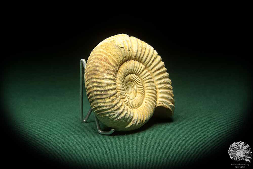 Prosososphinctes virguloides (18272) a cephalopod from Madagascar | Fossils | Cephalopods