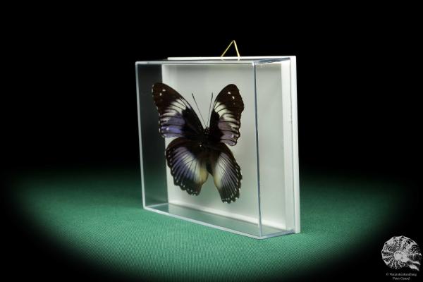 Hypolimnas salmacis (18435) a butterfly from Africa | Taxidermy | Butterflies