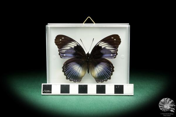 Hypolimnas salmacis (18435) ein Schmetterling aus Afrika | Präparate | Schmetterlinge