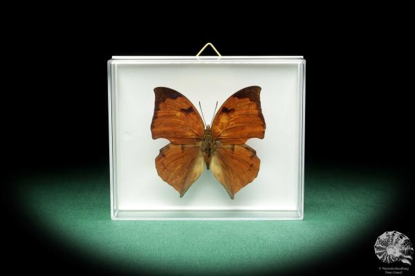 Zaretis itys isidora (18444) a butterfly from South America | Taxidermy | Butterflies