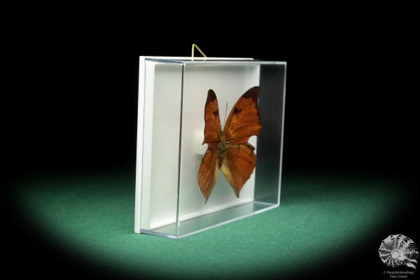 Zaretis itys isidora (18444) a butterfly from South America | Taxidermy | Butterflies