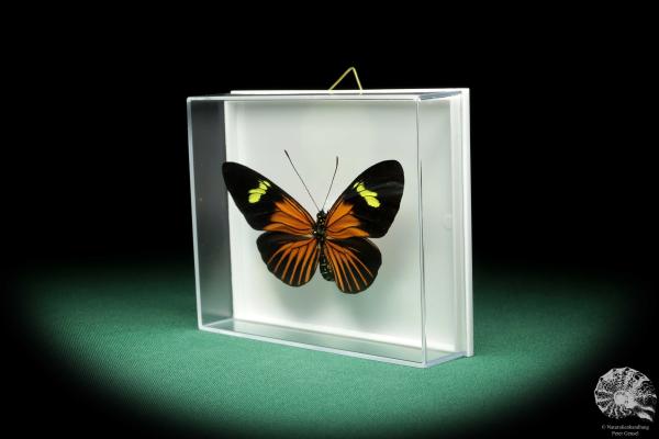 Eueides tales ssp. (18445) a butterfly from South America | Taxidermy | Butterflies