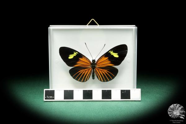 Eueides tales ssp. (18445) a butterfly from South America | Taxidermy | Butterflies