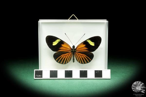 Eueides tales ssp. (18446) ein Schmetterling aus Südamerika | Präparate | Schmetterlinge