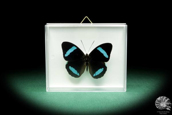 Nessaea hewitsonii (18451) a butterfly from South America | Taxidermy | Butterflies