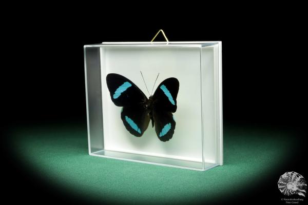 Nessaea hewitsonii (18451) a butterfly from South America | Taxidermy | Butterflies