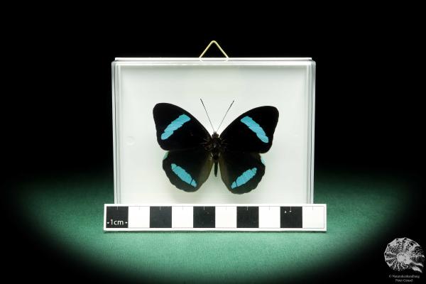 Nessaea hewitsonii (18451) a butterfly from South America | Taxidermy | Butterflies